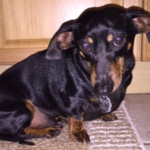 Meet your Posher, Illy